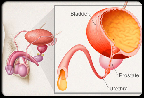 can viagra cause urinary retention