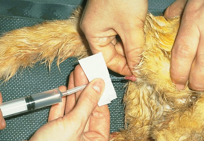Как лечить мочекаменную болезнь у котов в домашних условиях Как лечить мочекаменную болезнь у котов в