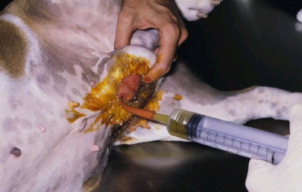urinary catheterization
