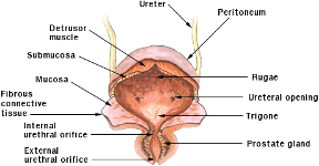 human male urinary bladder #1