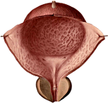 human male urinary bladder #2