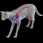 cat anatomy #7