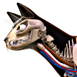 Links to Pictures on the Physiology of Cats