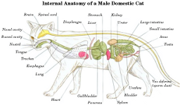 cat internal anatomy #1