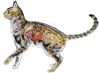 cat internal anatomy #3