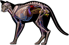 cat internal anatomy #4