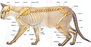 cat skeleton #2