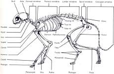 cat skeleton #3