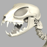 cat skeleton #4