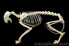 cat skeleton #5