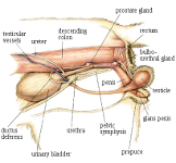 cat urinary system #1