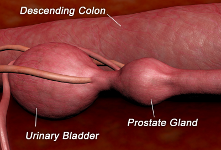 cat urinary system #4