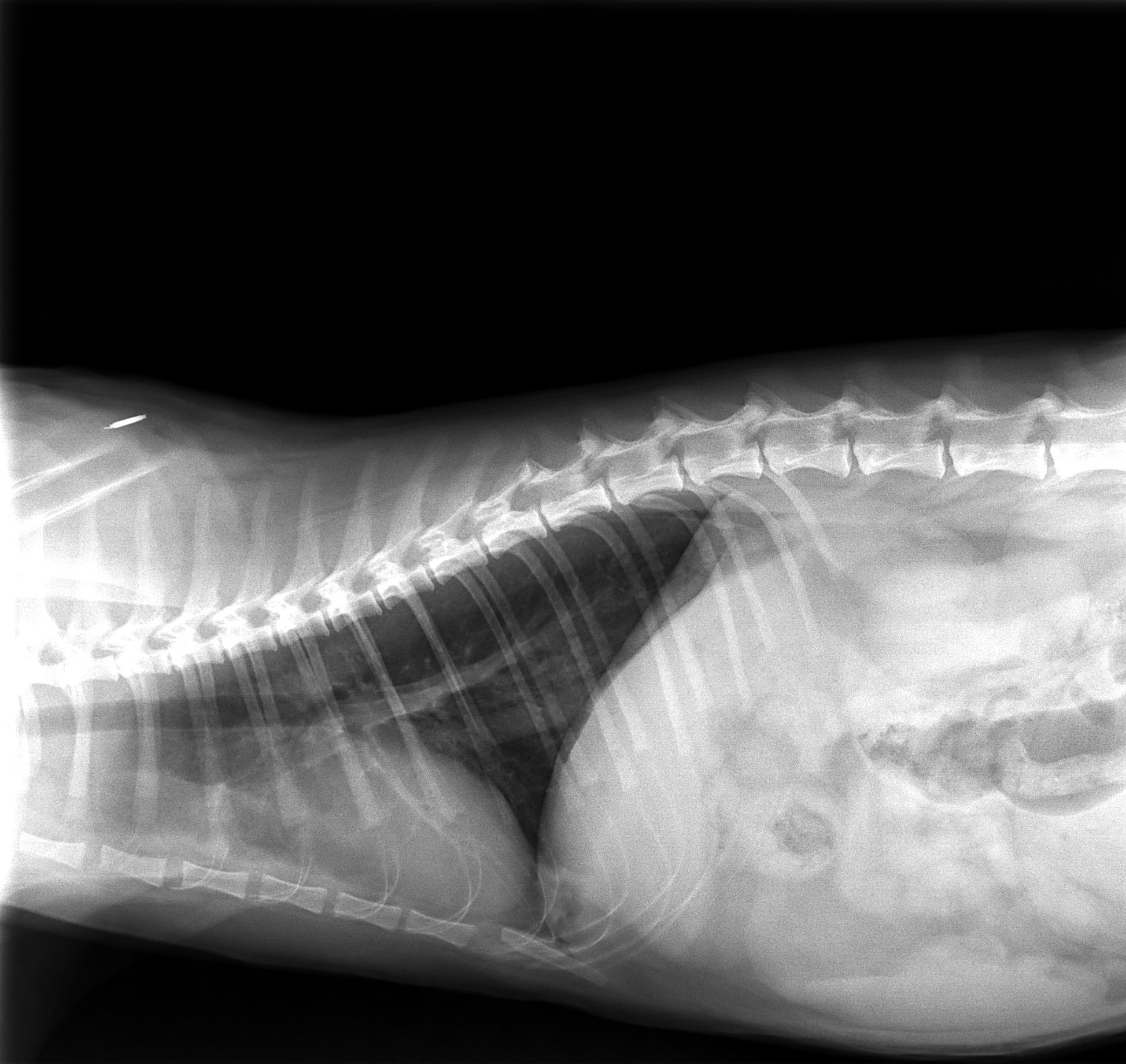 Erasmus tail x-ray #1