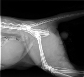 Erasmus tail x-ray #2