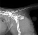 Erasmus tail x-ray #3