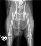 Erasmus tail x-ray #4