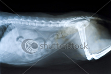 cat xray of abdomen, side view