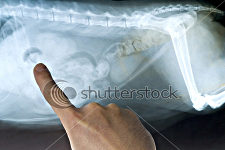 cat xray of abdomen, side view