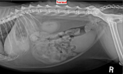 cat xray of abdomen and pelvis, side view