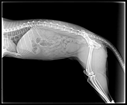 cat paw xray cat paw xray