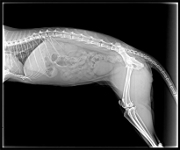 cat xray of abdomen and pelvis, side view