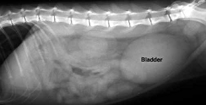 cat xray of bladder, side view