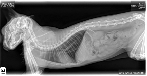 cat xray of head, chest and abdomen, side view