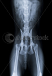 cat xray of hip, top view