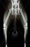 cat xray of pelvis, top view