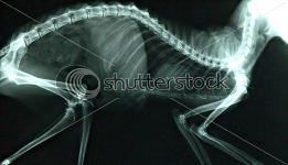 cat xray of spine, top view