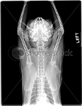 cat xray of upper body, bottom view