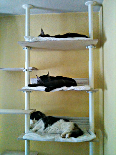 Office Cat Tree