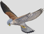 kestrel