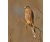 kestrel-02.jpg
