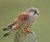 kestrel-07.jpg