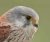 kestrel-09.jpg