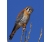 obp_kestrel.jpg