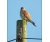 oy_kestrel3.jpg